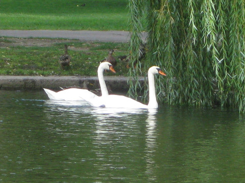Swan Boats-波士顿必去景点