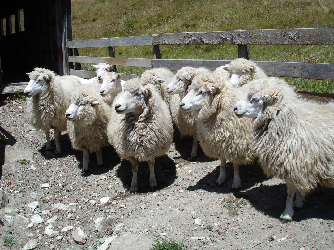 The Point Sheep Shearing Show景点图片