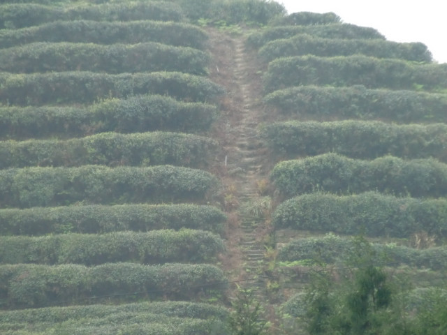 茶山竹海景点图片