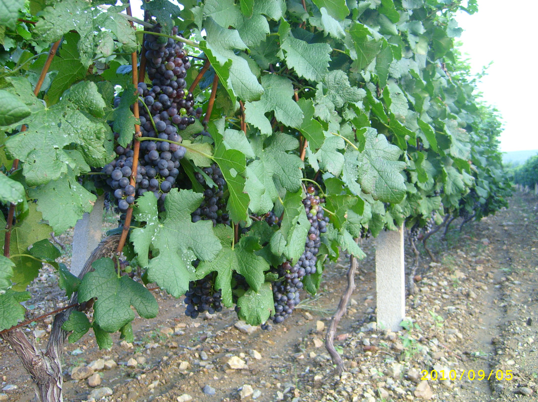 君顶酒庄会所主图