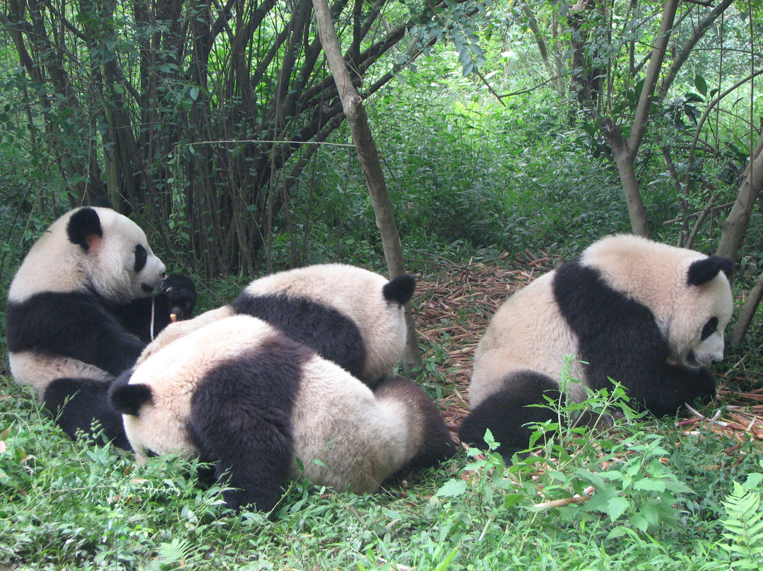成都动物园-成都必去景点