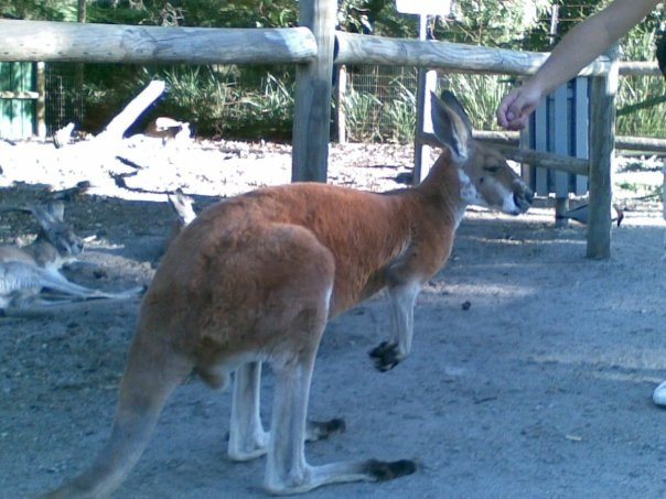 Caversham Wildlife Park景点图片