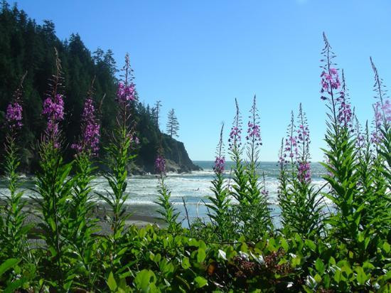 Oswald West State Park-坎农比奇必去景点