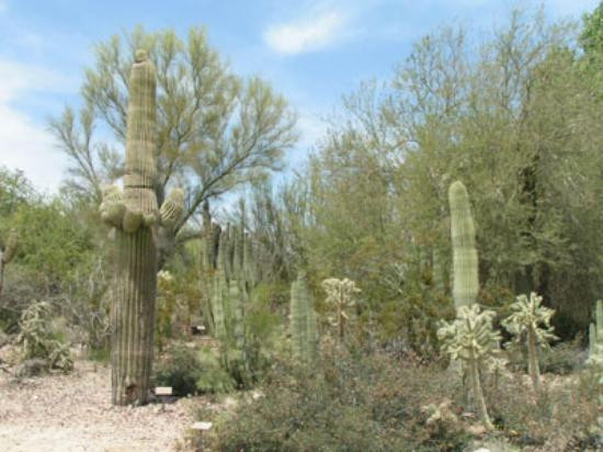 The Living Desert Zoo and Gardens-棕榈沙漠必去景点