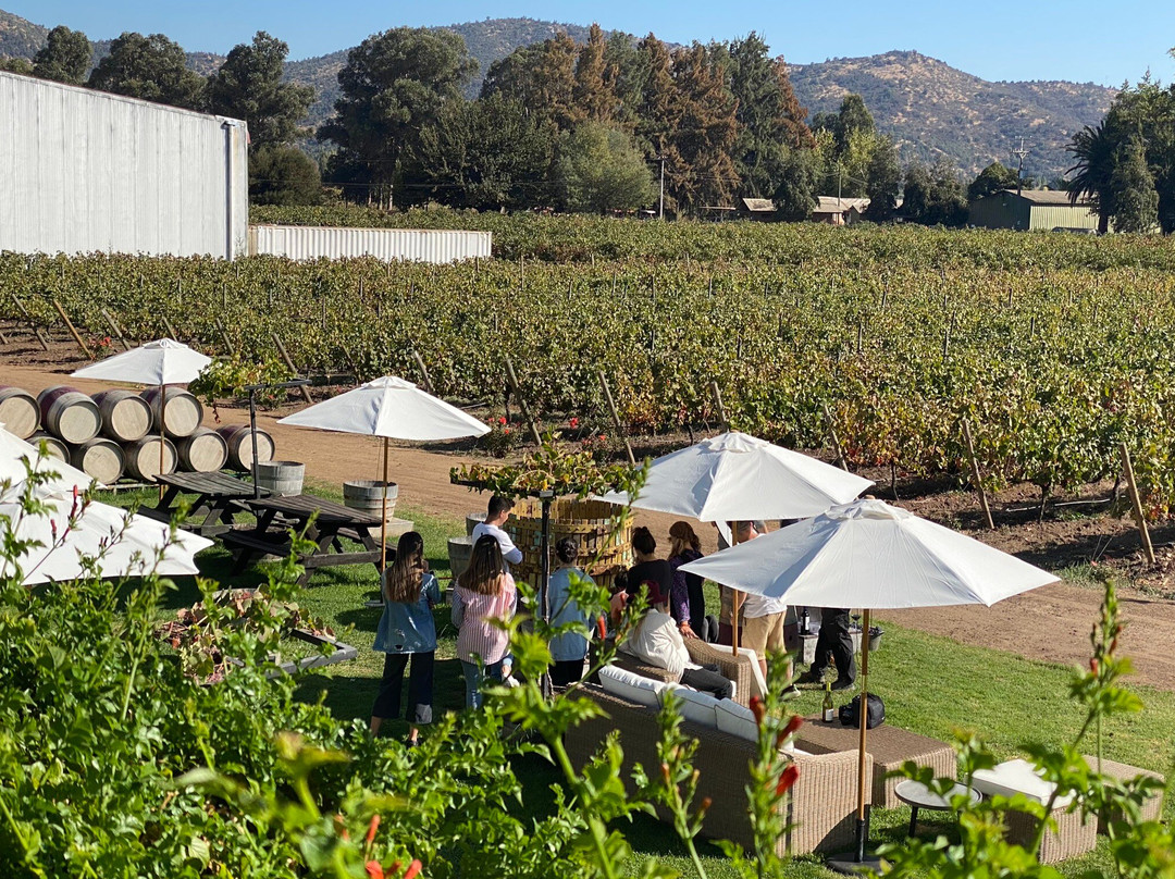 Colchagua Wine Tours景点图片