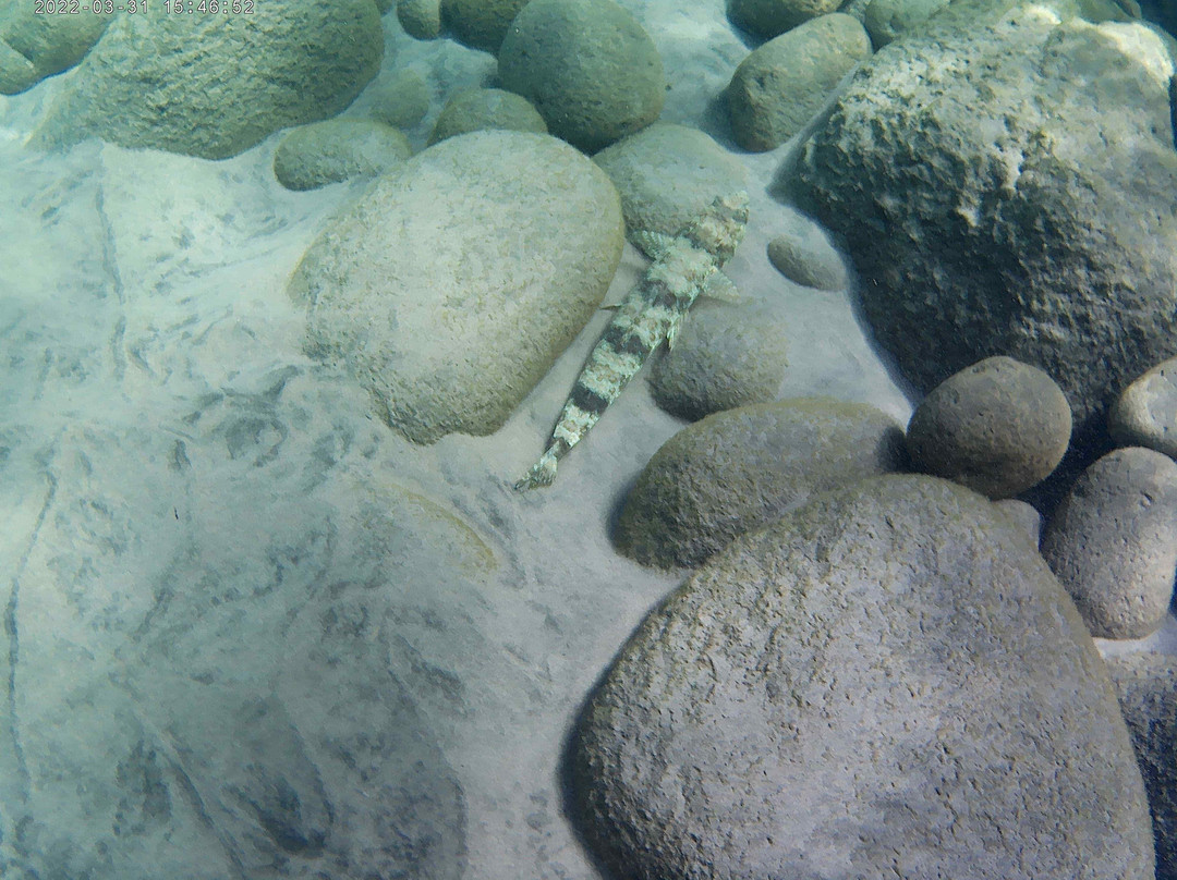 Donny's Snorkel Center-Pointe Michel必去景点