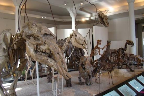 美国自然历史博物馆-纽约市必去景点