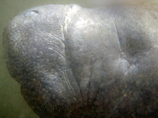 Fun 2 Dive Manatee Tours-克里斯特尔里弗必去景点