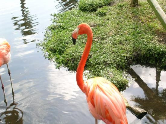 Sarasota Jungle Gardens-萨拉索塔必去景点