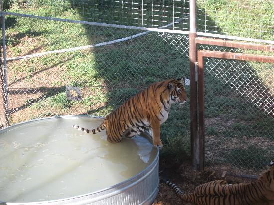 Wild Animal Sanctuary-Keenesburg必去景点