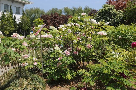 神州牡丹园洛阳牡丹花会-洛阳市必去景点