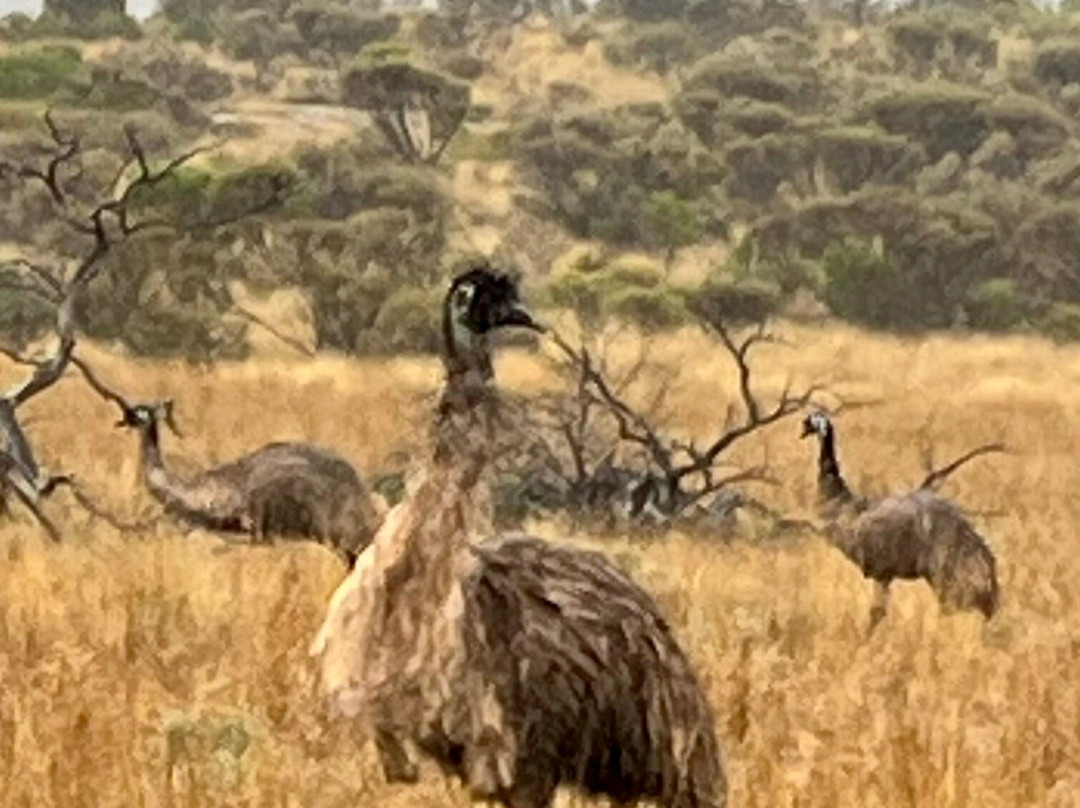 Gawler Ranges Wilderness Safari Day Tour景点图片