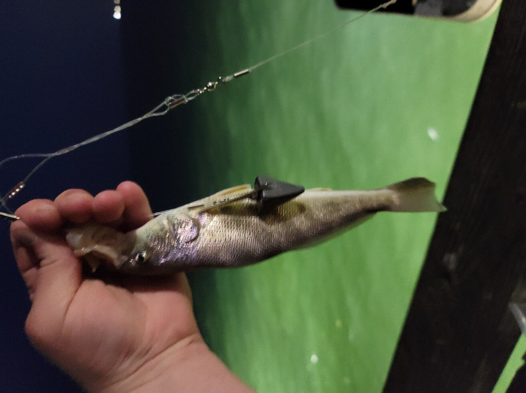 Galveston's 61st Street Fishing Pier-盖维斯顿必去景点