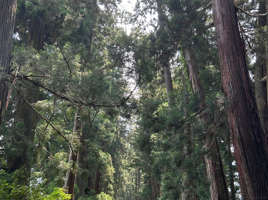 Cryptomeria Avenue-日光市必去景点