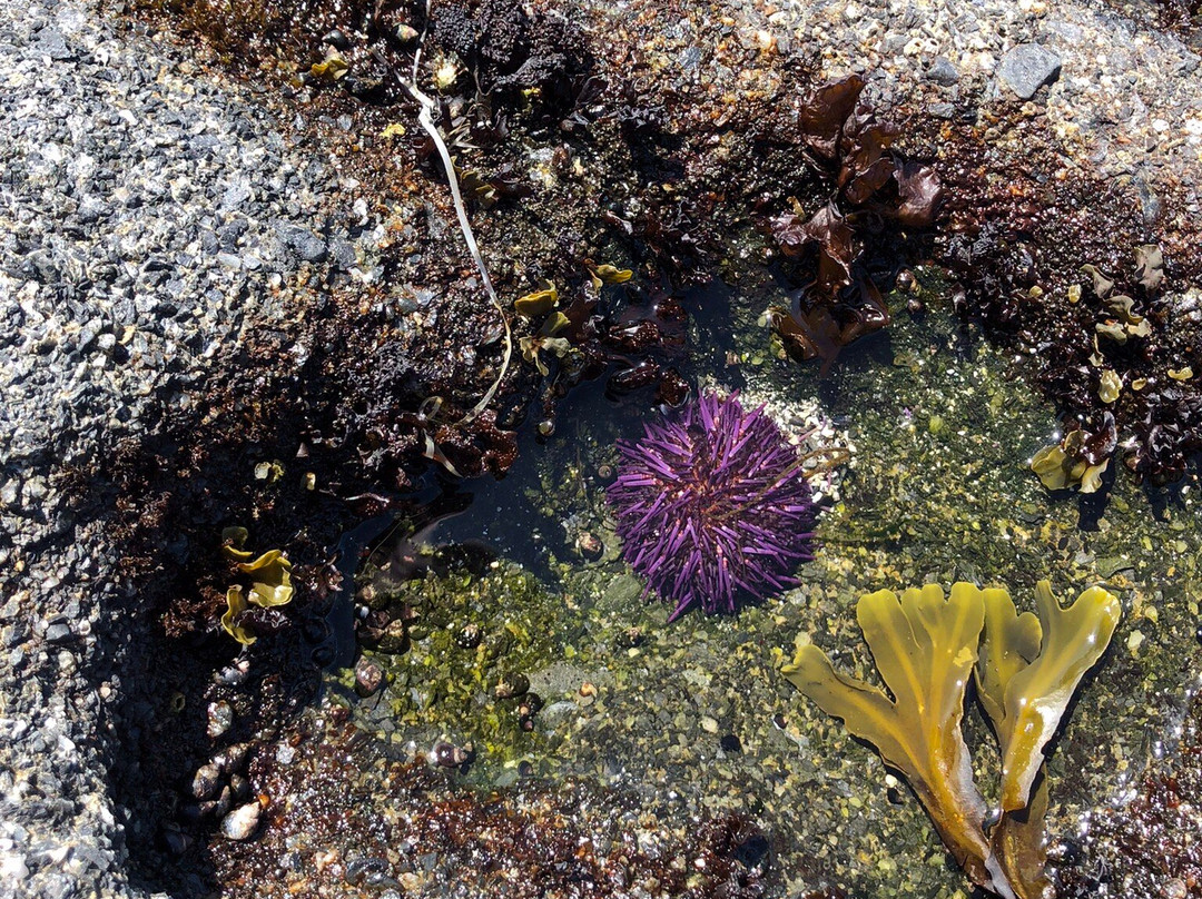 Juan de Fuca Provincial Park景点图片