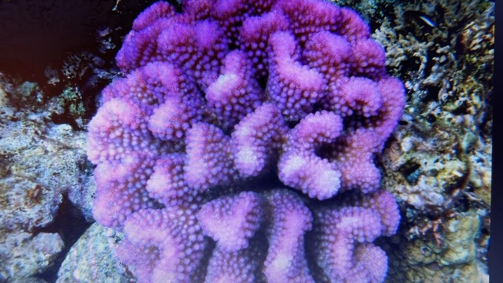 Les Pleiades Du Sud D’Ouvea-Ouvea必去景点