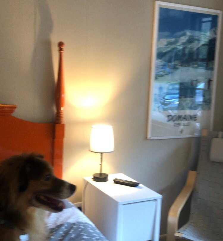 The Little Lion主图