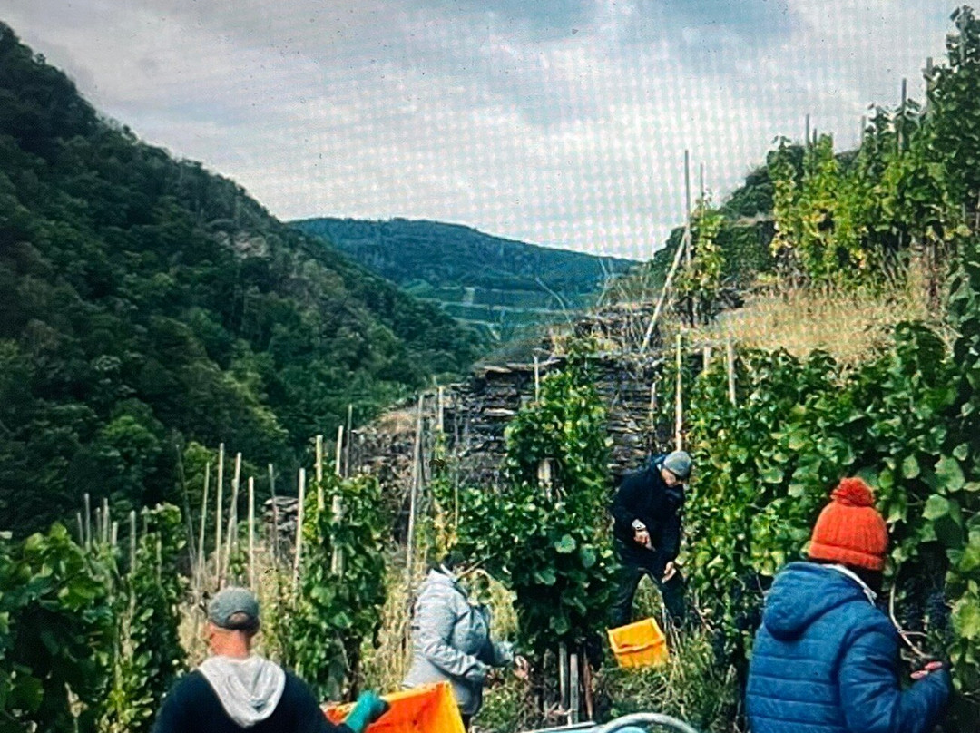 Weingut Kreuzberg-Dernau必去景点