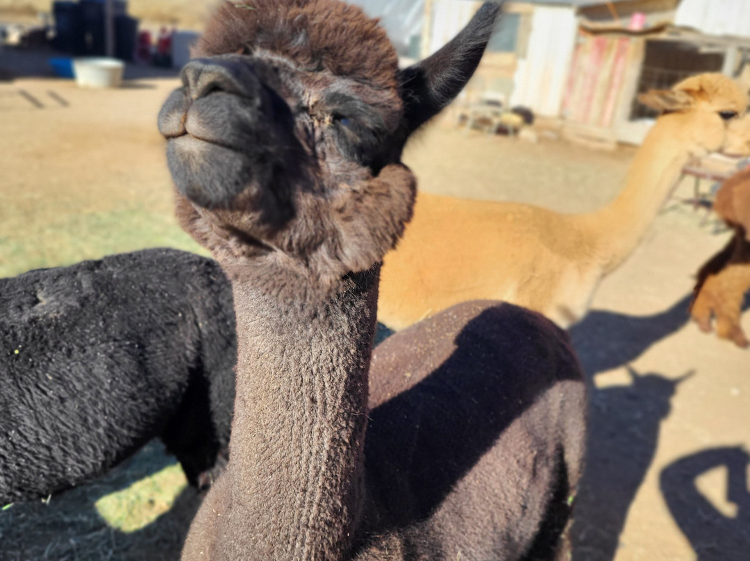 Circle Cliff Ranch Alpacas-Bicknell必去景点