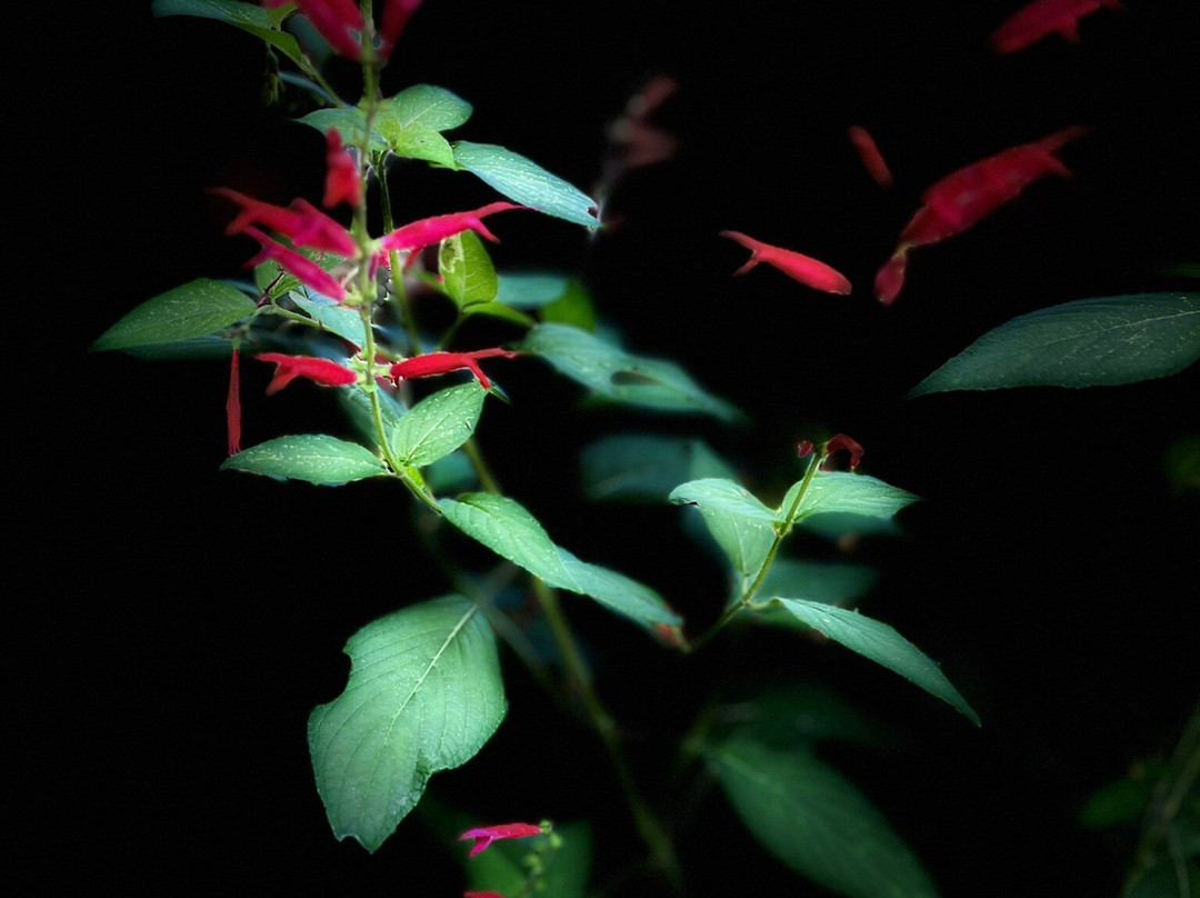 Shinn Historical Park and Arboretum-费利蒙必去景点