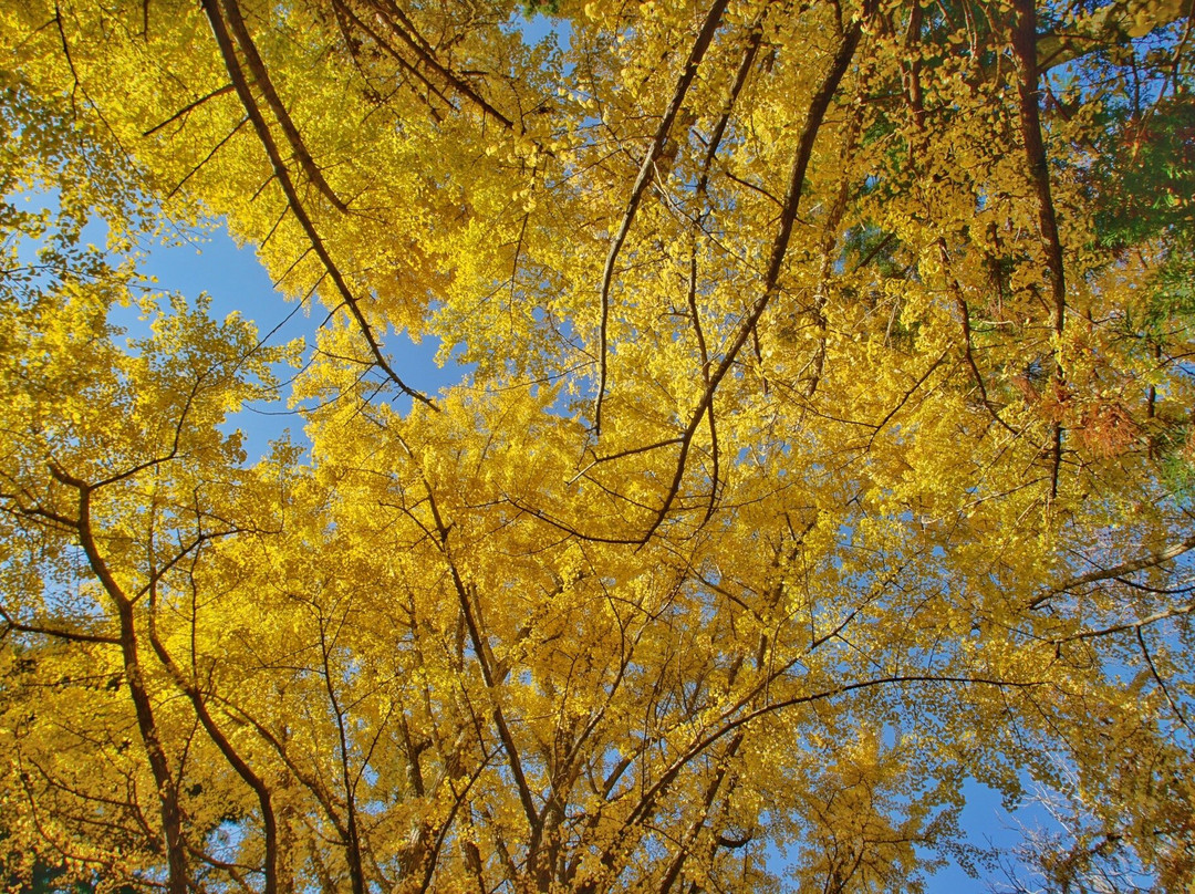Kiyomizudera Temple-加东市必去景点