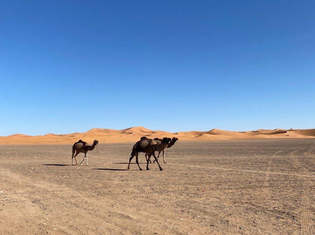 Unik Maroc Tours-丹吉尔必去景点