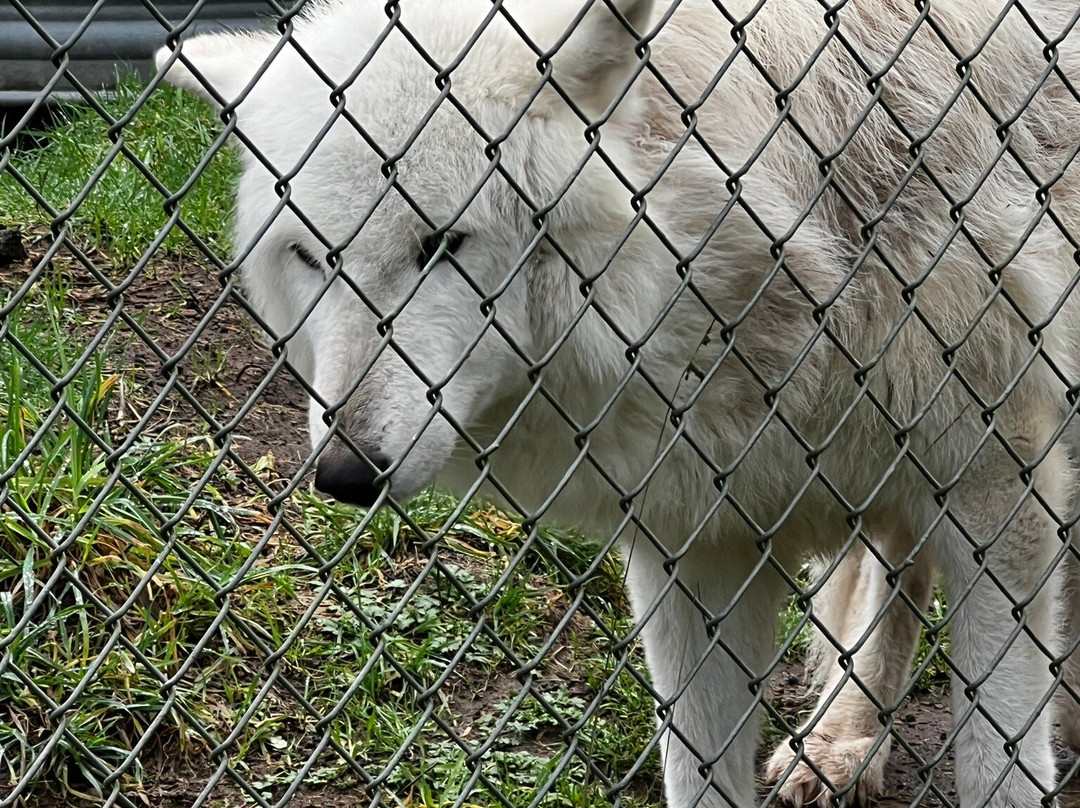 White Wolf Sanctuary & Educational Facility-Tidewater必去景点