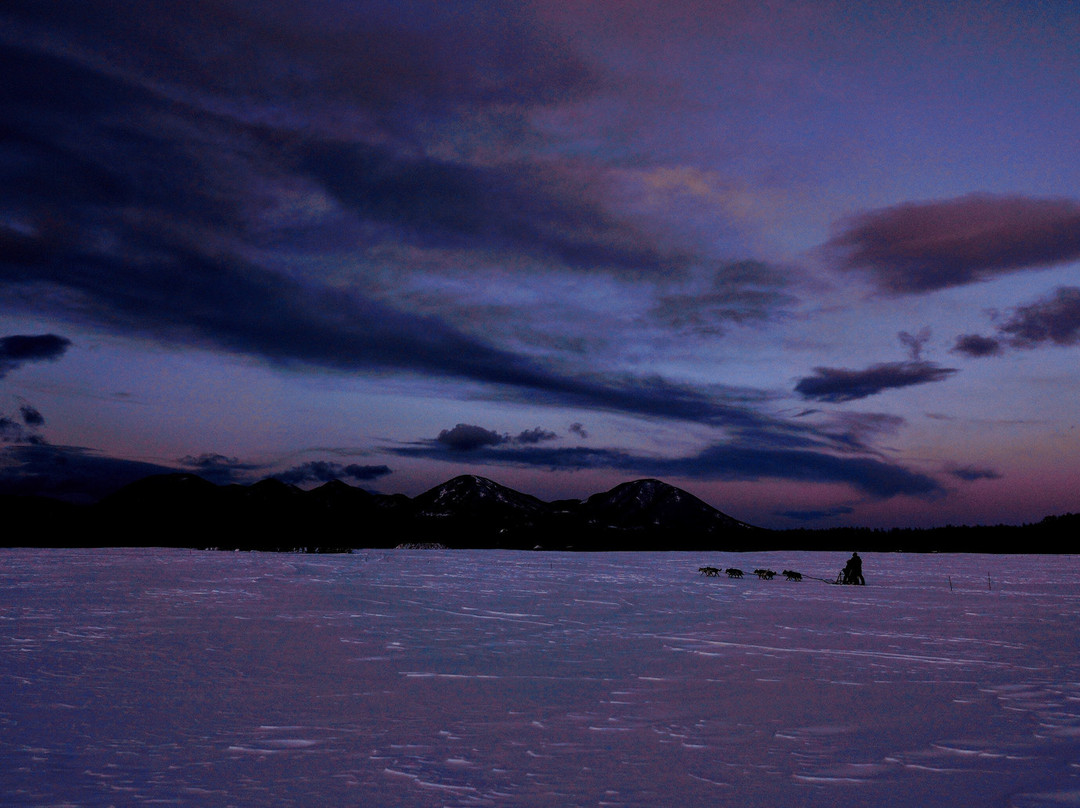 Mushing Works Dog Sledding Tours-鹿追町必去景点