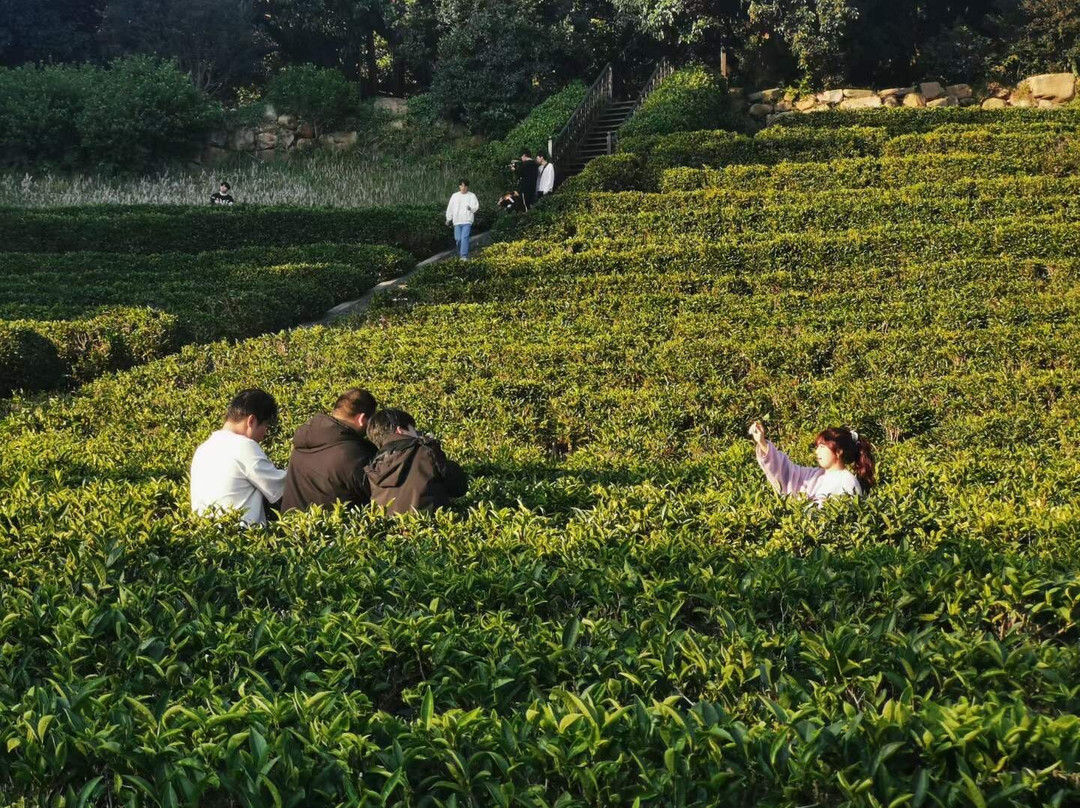 雁南飞茶田-梅州市必去景点