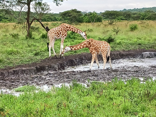 Bashem Safaris Tours and Travel-渥太华必去景点