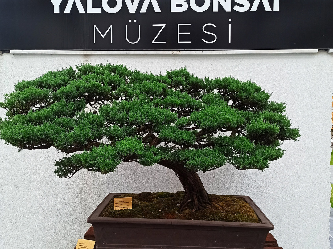 Yalova Bonsai Müzesi景点图片