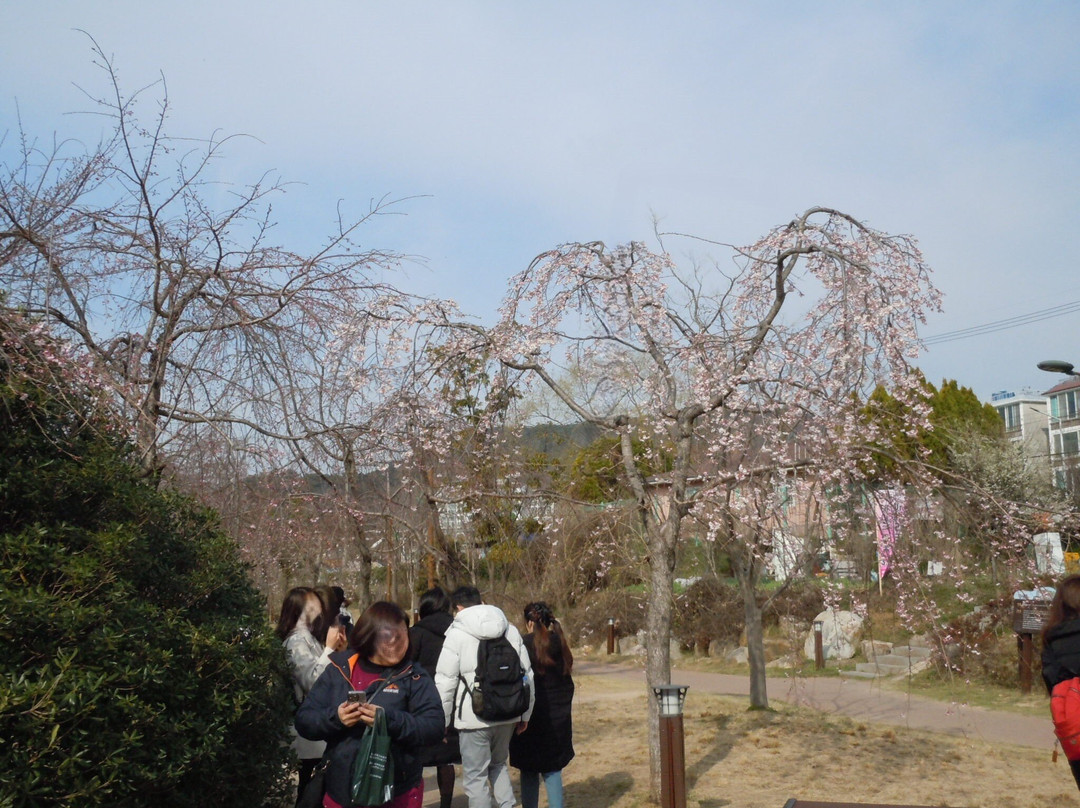 Gyeonghwa Station Cherry Blossom Road景点图片