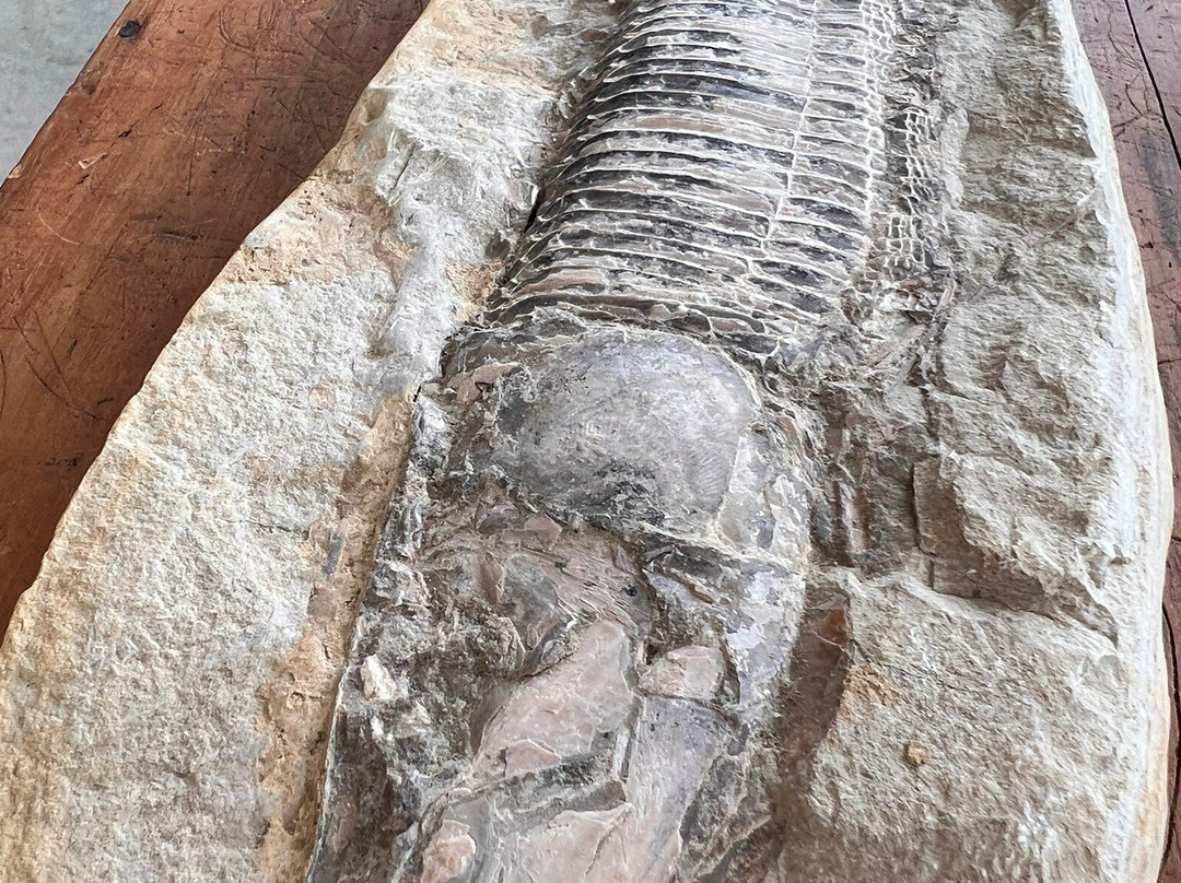 Missouri Institute of Natural Science-斯普林菲尔德必去景点