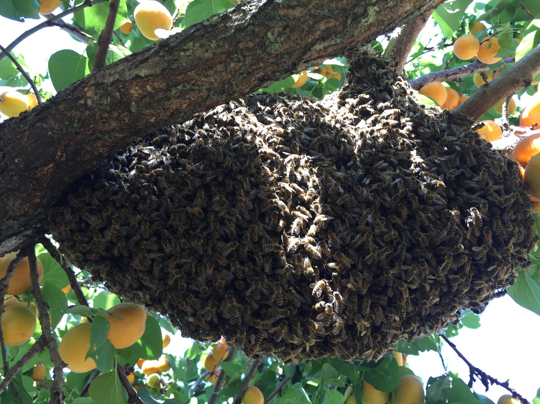 Corfu Beekeeping Vasilakis-Vatos必去景点