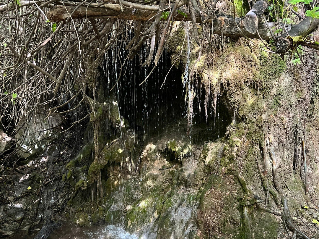 Bosque Encantado de Higueras-Pozo Alcon必去景点
