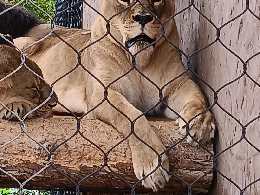Keystone Safari景点图片