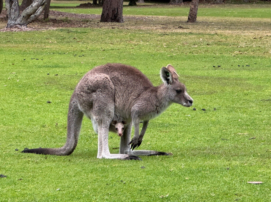 Nelson Bay Golf Club-尼尔森湾必去景点