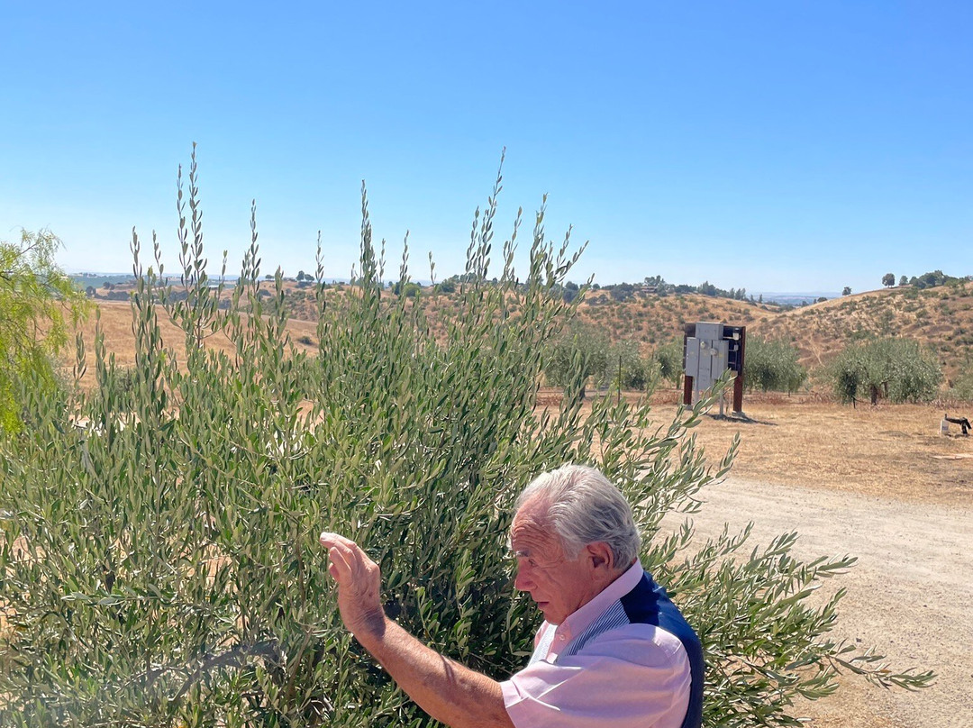 San Miguel Olive Farm景点图片