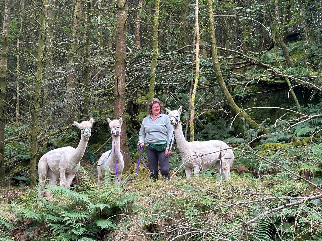 Greatrock Farm Alpaca Walks景点图片