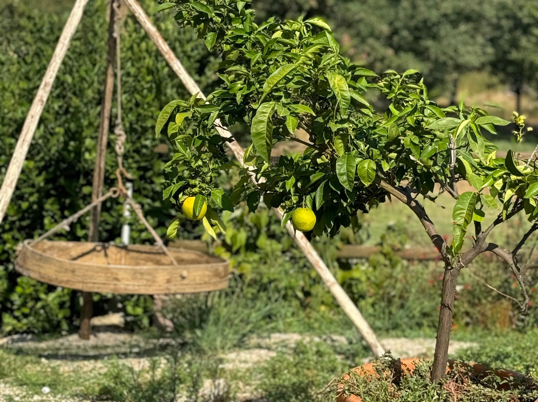 Fattoria Bistecca-科尔托纳必去景点