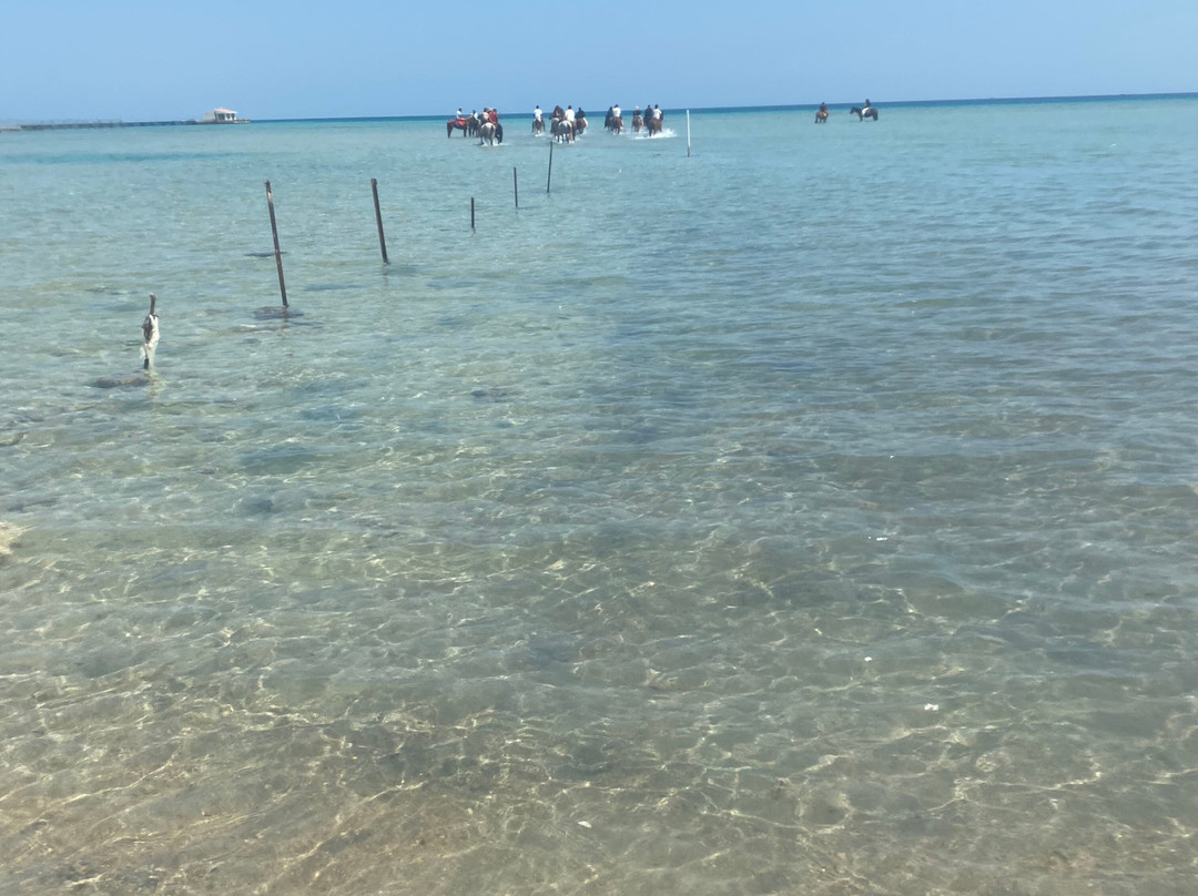 Horse hurghada-赫尔格达必去景点