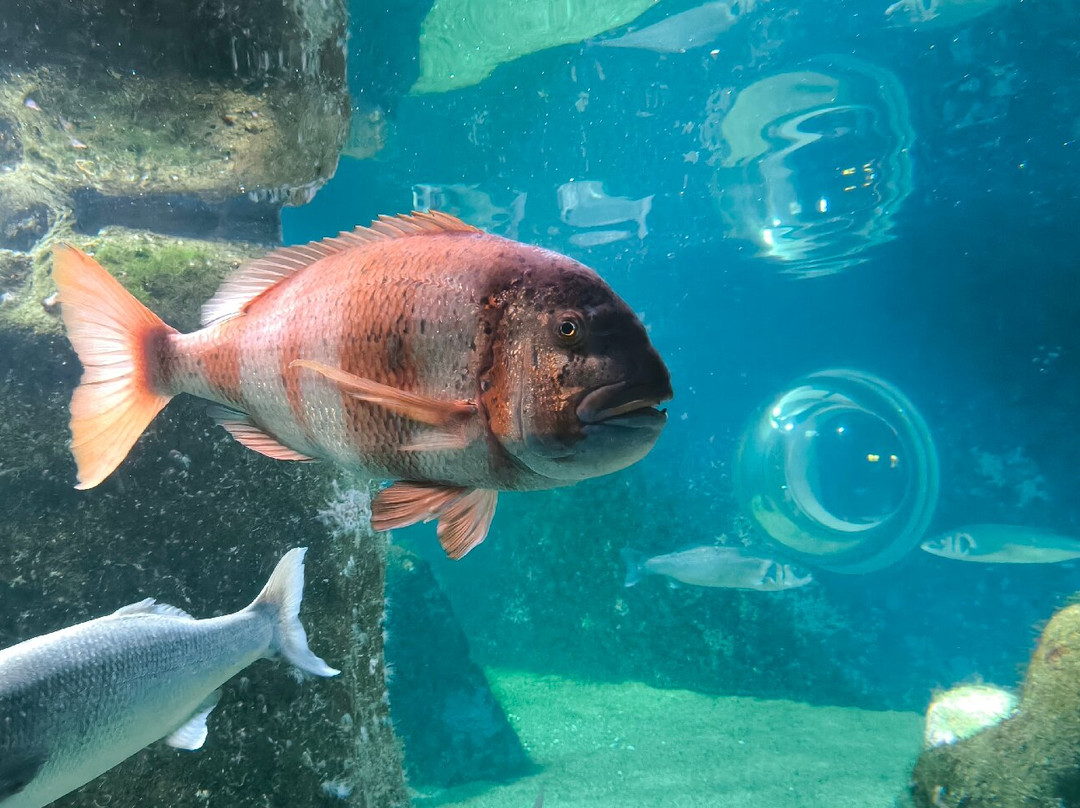 Acuario Do Grove景点图片