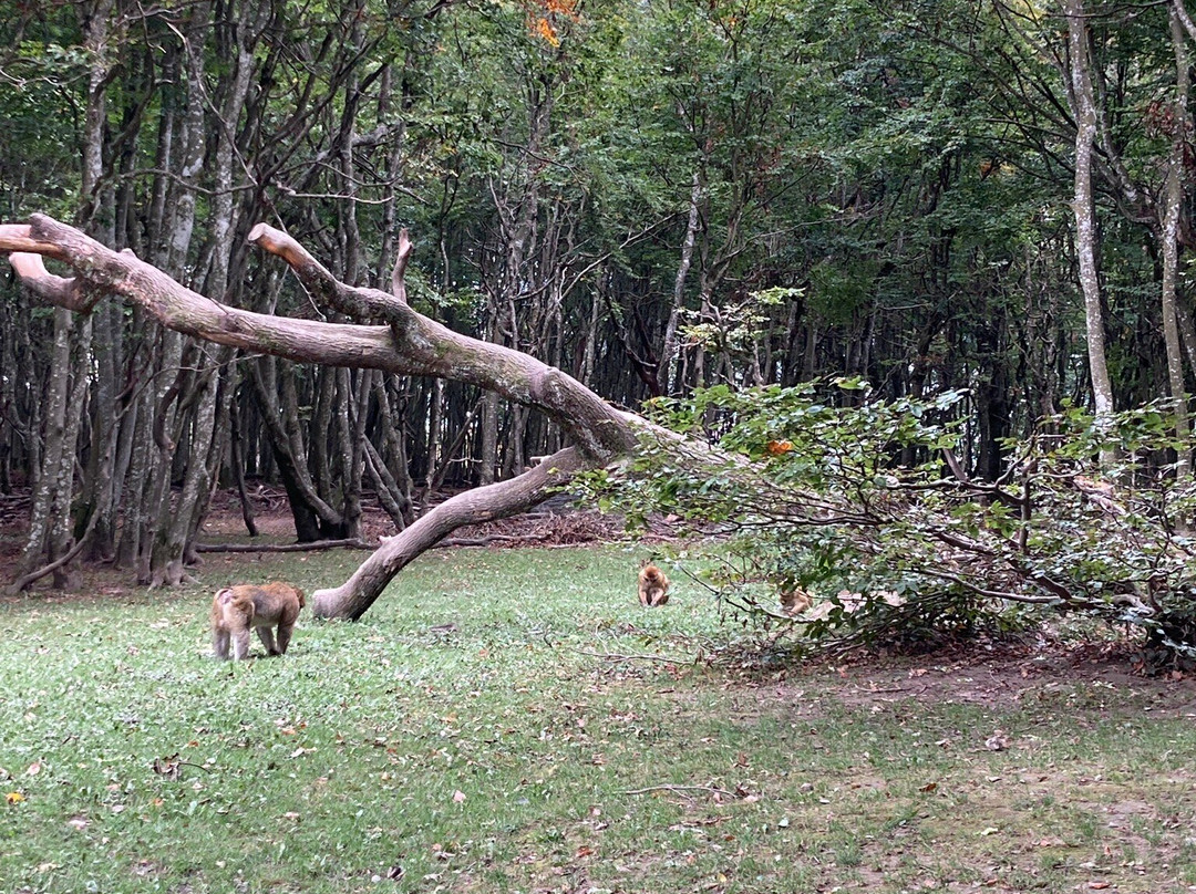 Affenberg Salem - Monkey Hill-塞勒姆必去景点