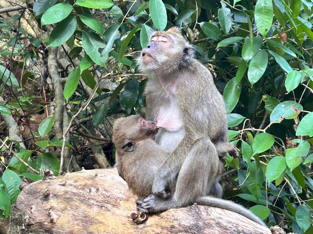 Pangandaran National Park-庞岸达兰必去景点