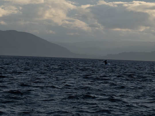 Kodiak Scenic Tours-Kodiak必去景点