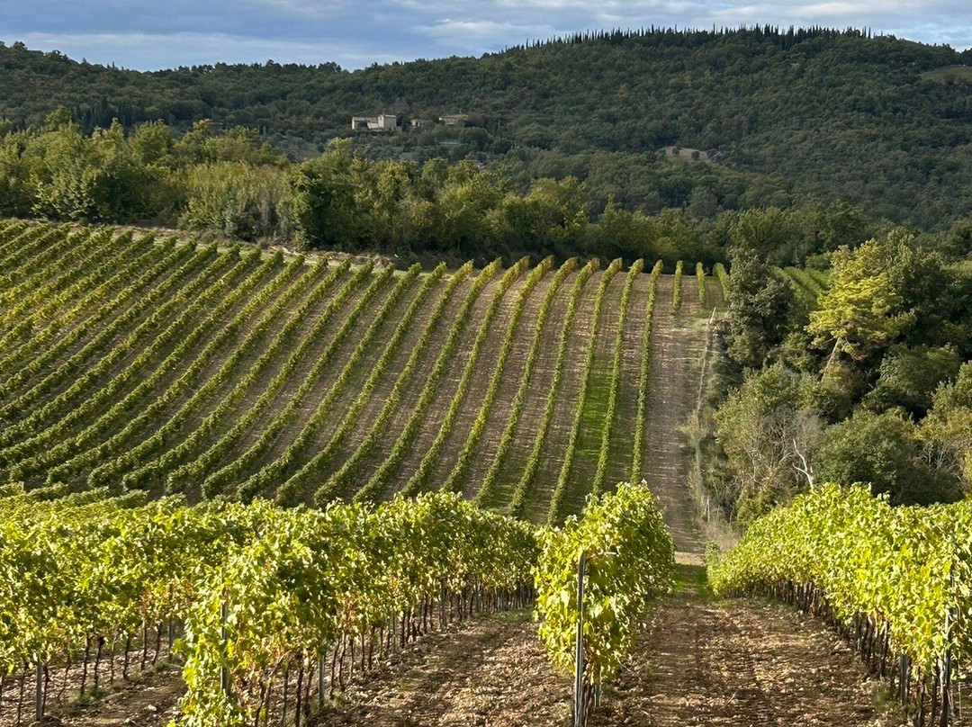 Bindi Sergardi Estates & Vineyards景点图片