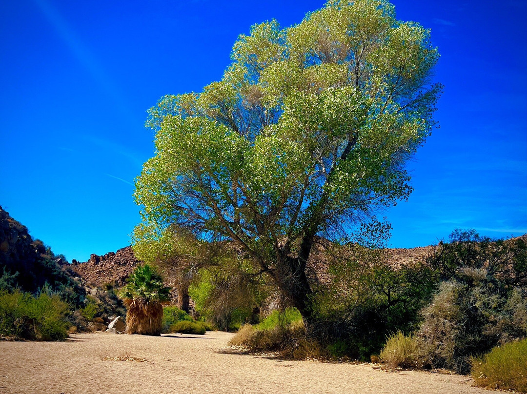 Cottonwood Spring-约书亚树国家公园必去景点