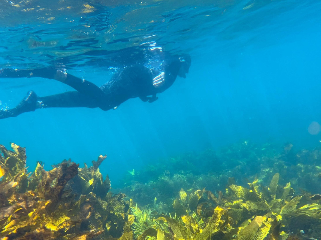 Sydney Snorkeling-Clovelly必去景点