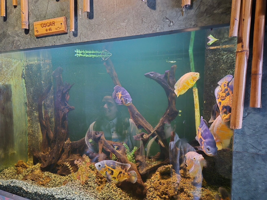 Aquarium Island Cafe Bhimtal-Bhimtal必去景点