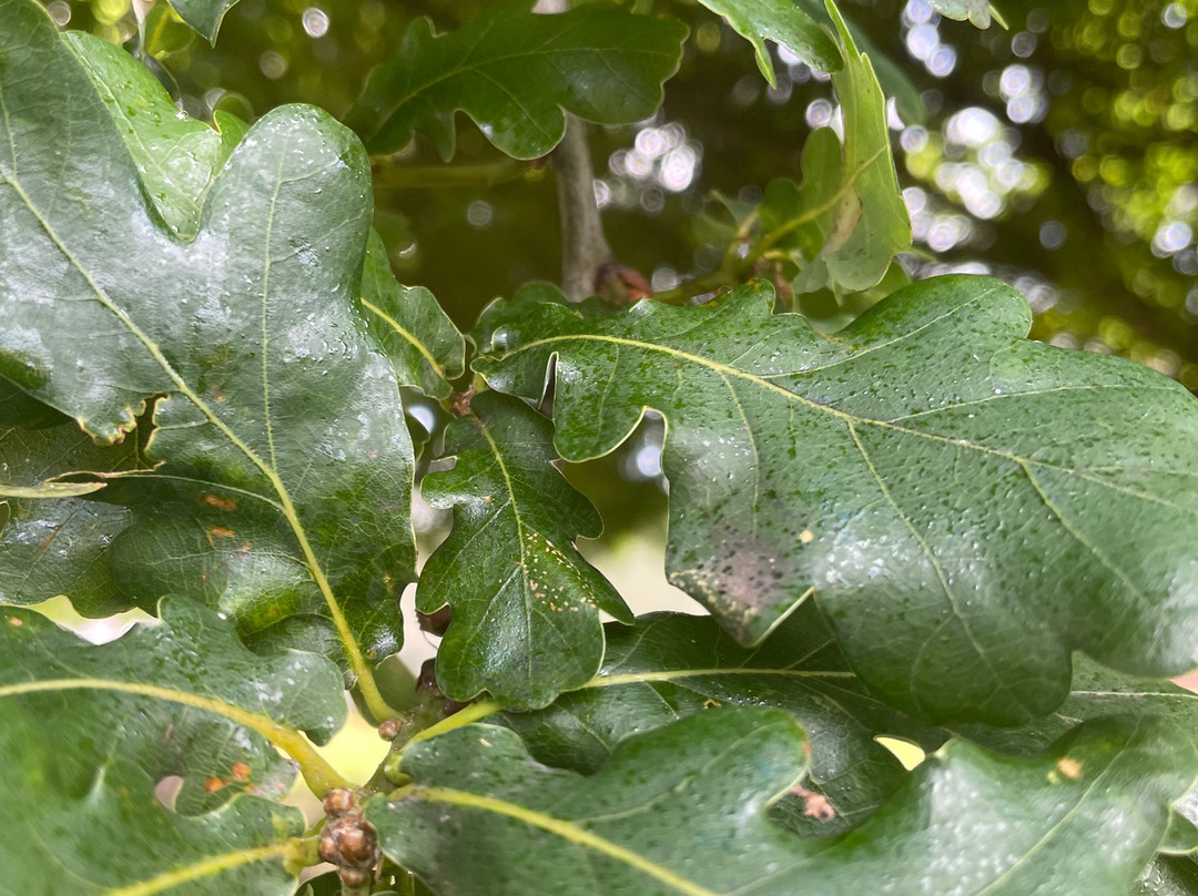Stead Reserve-塞尔必去景点